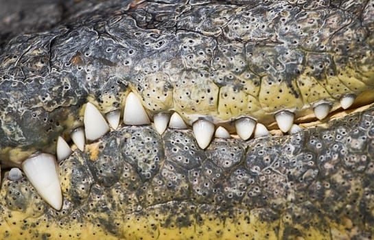 Close up scary row of teeth in crocodile beak