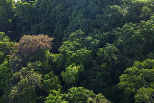 Aerial shot of natural rainforest
