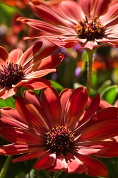 African daisy or Cape marigold flowers in summer sunshine