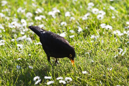 Male Blackbird searching food to feed nestlings or baby birds on evening in spring