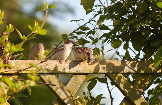 Group of House sparrows sitting on garden fence with climbing plants in evening sun