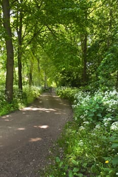 Walking path in forest with blooming Cow parsley in spring - vertical