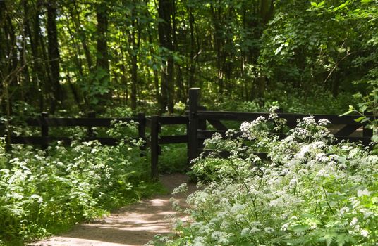 Cow parsley flowers blooming at entrance to forest in spring