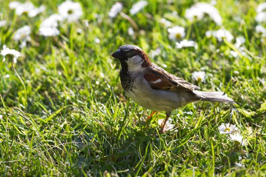 Backlight eveninglight House sparrow or Passer domesticus feeding with grass seeds on grass with daisies