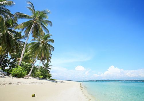 palm trees in tropical white sandy beach