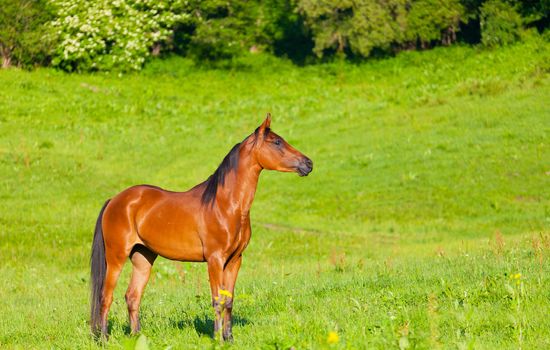 Arab racer runs on a green summer meadow