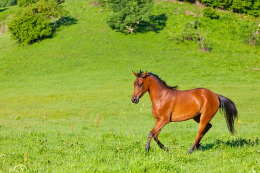 Arab racer runs on a green summer meadow