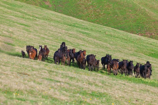 Herd of horses on a summer green pasture