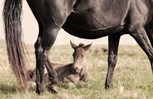 foal lies on a grass under a stomach of a mare