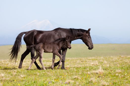 Horse with a foal go on a mountain pasture