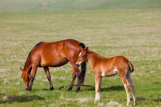 Horse with a foal are grazed on a mountain pasture