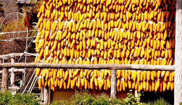 Many corn had been hung on the wood