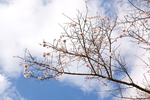 Sakura branch and flowers blooming blossom on sky background