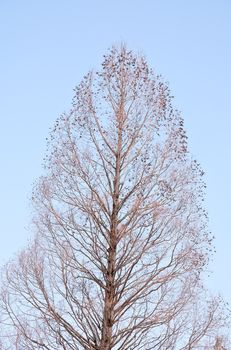 Shriveled tree In the empty.