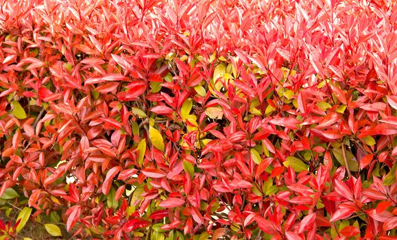 red leaves Wall, nature background, texture