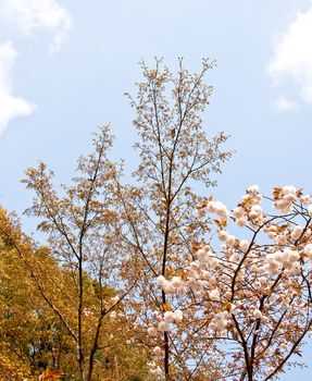 Sakura branch and flowers blooming blossom on sky background