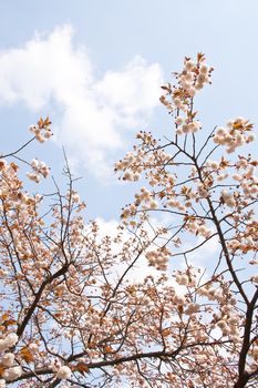 Sakura branch and flowers blooming blossom on sky background