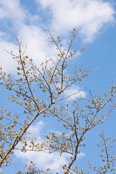 Sakura branch and flowers blooming blossom on sky background