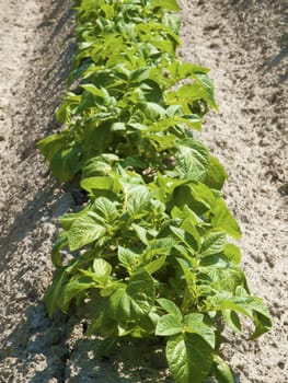 potato field in growing stage