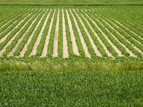 potato field in growing stage