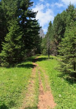 beautiful path between trees in Italian Alps