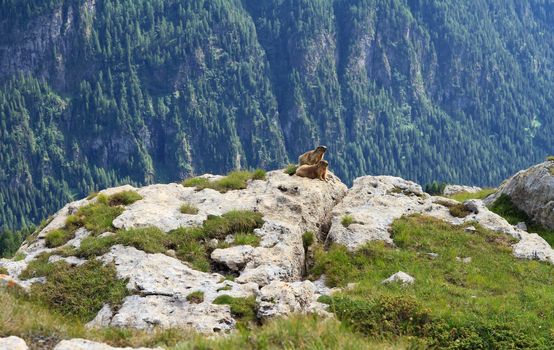 two marmots stand on rocks in alpine valley