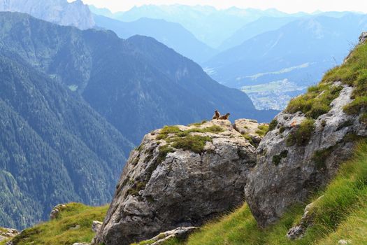 rocks with marmots over Fassa Valley, Trentino, Italy