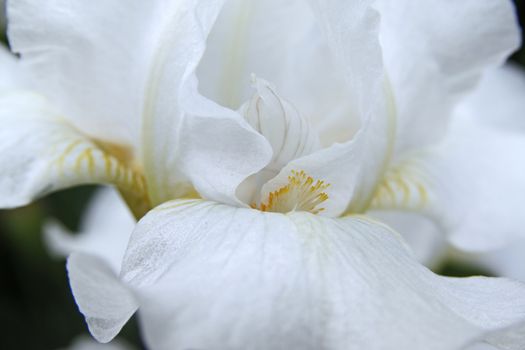 Close up view of interior of a white orchid