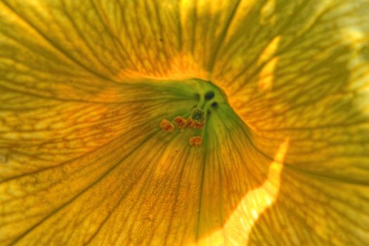 Close up view of interior of a yellow allamanda flower