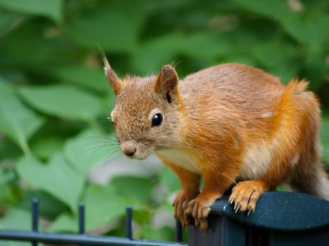 Squirrel on a fence, in front of a forest