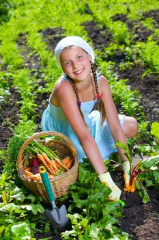 Vegetable garden - little gardener girl collects vegetables in a basket organic carrots and beets