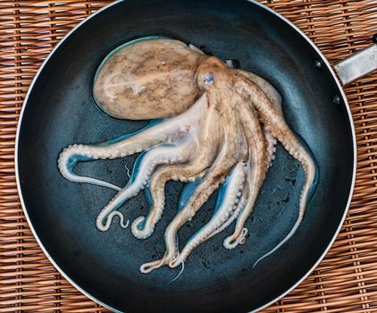 Small raw octopus on the pan