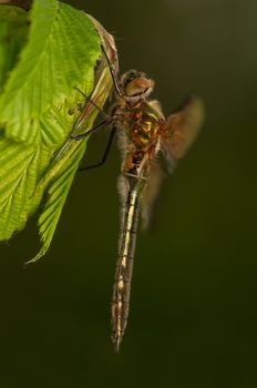 Cordulia aenea