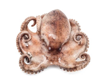 Small octopus isolated on white background