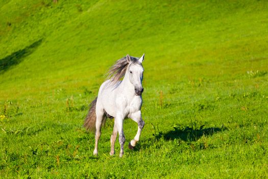 Gray Arab horse gallops on a green meadow