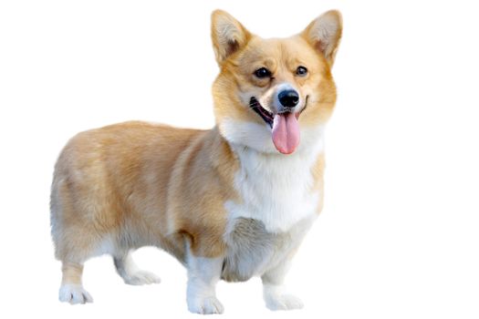 Welsh Corgi - Favorite breed of queen of England , it is isolated, a white background