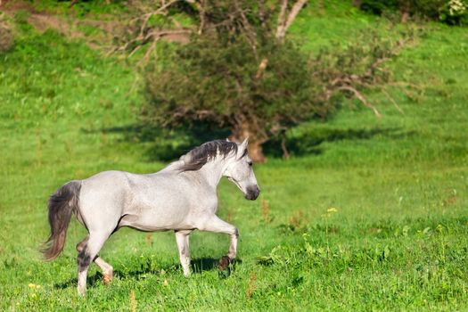 Gray Arab horse gallops on a green meadow