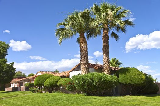 Palm trees in a Boulder city neighborhood Spring growth Nevada.