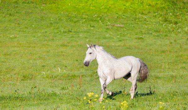 Gray Arab horse gallops on a green meadow