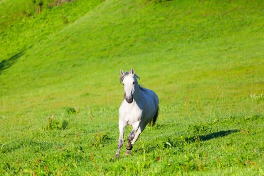 Gray Arab horse gallops on a green meadow