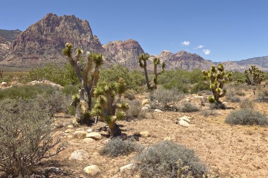 Red Rock Canyon valley and desert plants a dry and hot surrounding.