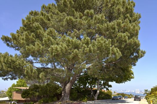 Large pine tree Point Loma with a view of San Diego California.