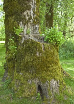 Onld trunk tree with moss and new growth.