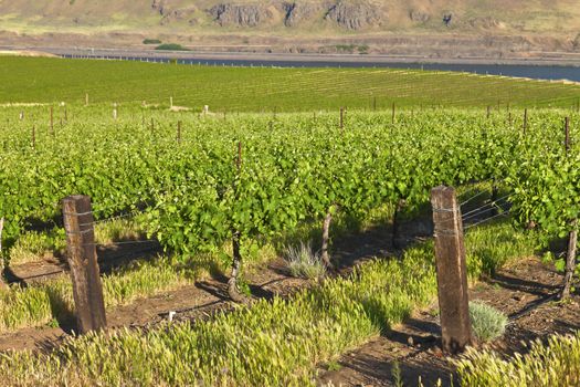 Row of new vines in a vineyard in the Columbia river gorge OR.