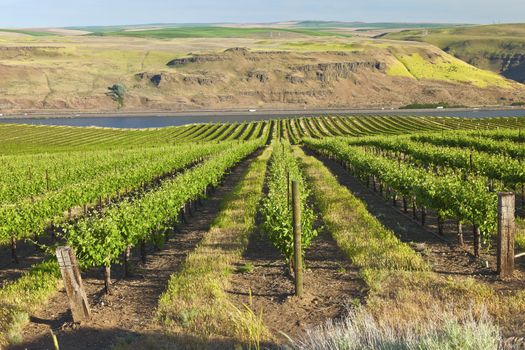 Row of new vines in a vineyard in the Columbia river gorge OR.