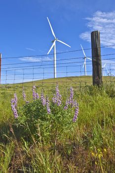 Wind turbines creating energy on a hillside in Eastern Washington.