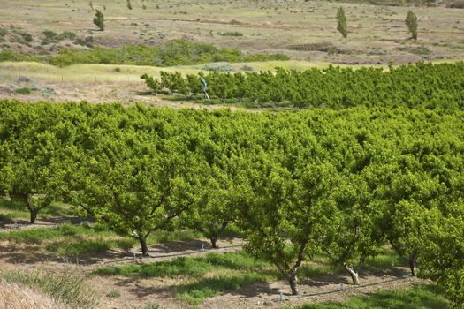 Peach trees orchard in the Columbia River Gorge Oregon.