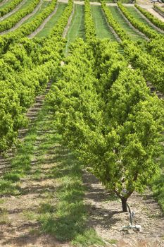 Peach trees orchard in the Columbia River Gorge Oregon.