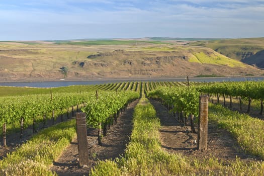 Row of new vines in a vineyard in the Columbia river gorge OR.