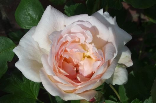 The old English rose of type Eglantyne